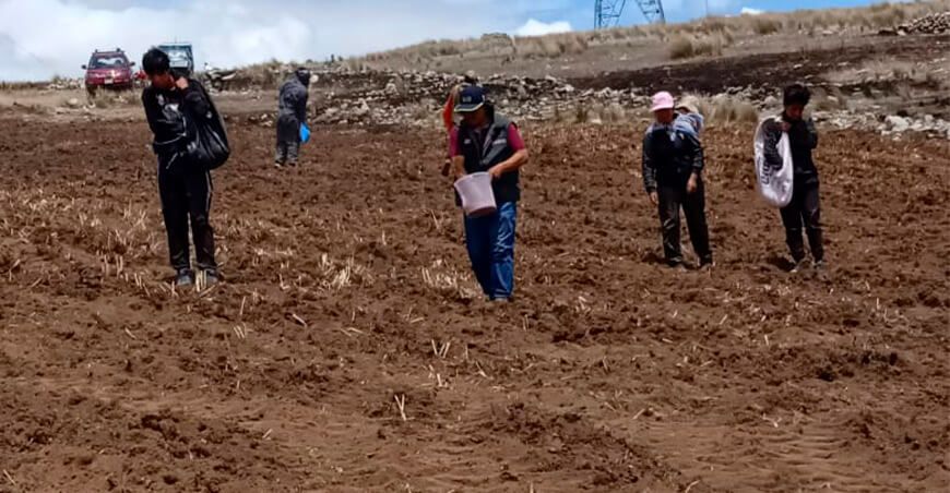 instalan parcela demostrativa de avena forrajera INIA 901-Mantaro 15 en Huancavelica