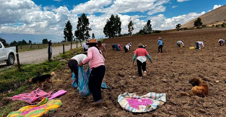 INIA instala parcela demostrativa de maíz variedad Blanco Urubamba en Orcotuna Junín