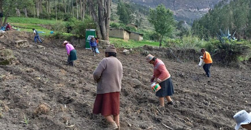 Instalan parcela demostrativa de maíz amiláceo en Yanahuanca
