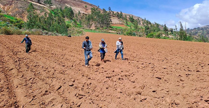 INIA instala campo semillero de quinua Señor del Huerto en Apurímac