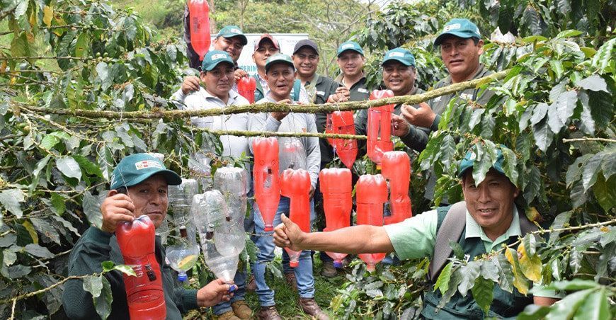 INIA instala trampas ecológicas para reducir plaga de la broca en cultivos de café