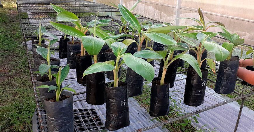 INIA instalará 18 000 plantines de plátano y banano de alta calidad genética