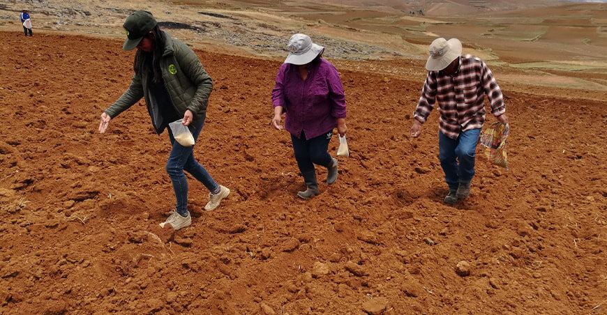 INIA instaló quinua INIA 438 Acollina en Junín