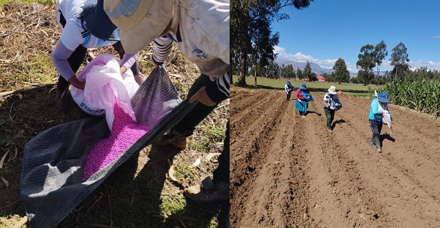 instalan parcela para generar semillas de arveja “INIA 103 Remate” en Junín
