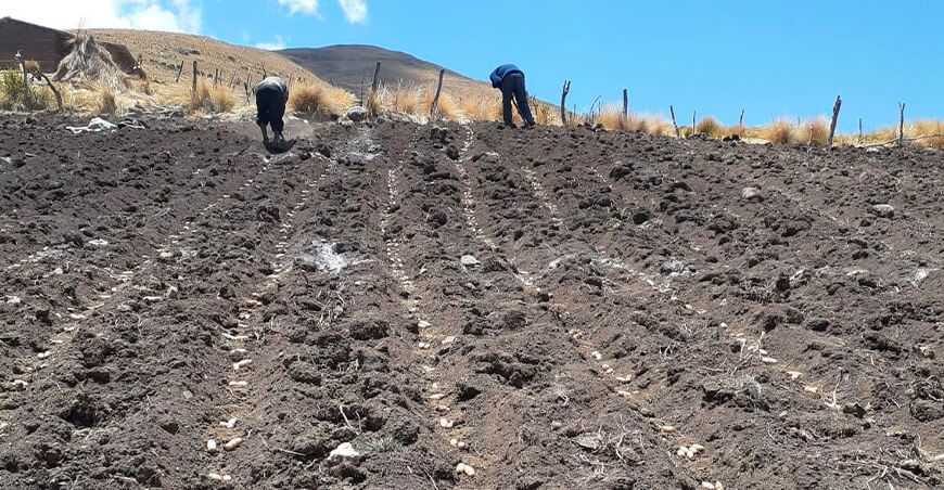INIA evalúa efectos del cambio climático en cultivo de oca