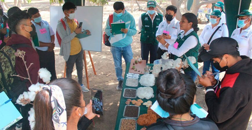 Productores de Lambayeque se capacitan en cultivo de algodón