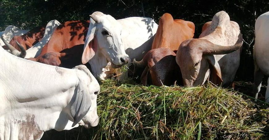 material genético de ganado bovino para las regiones amazónicas