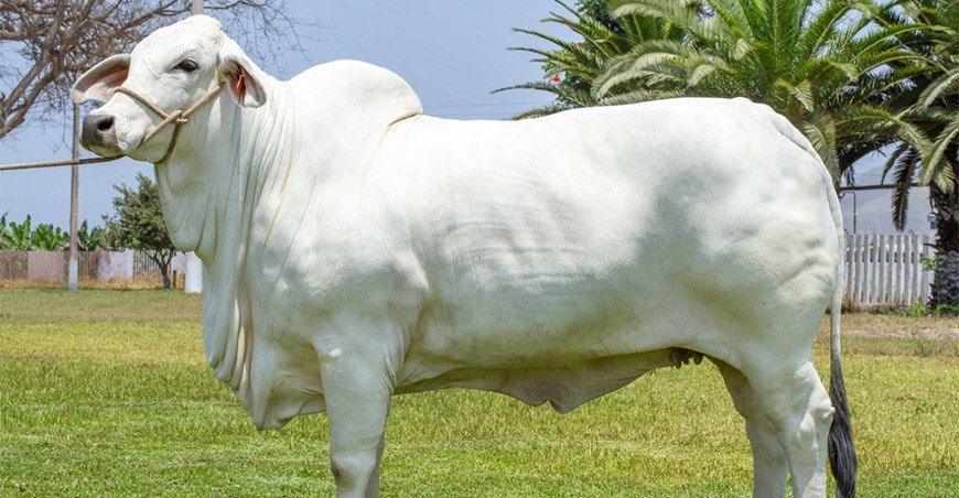 Organizan seminario sobre establecimiento de programas de mejoramiento genético animal