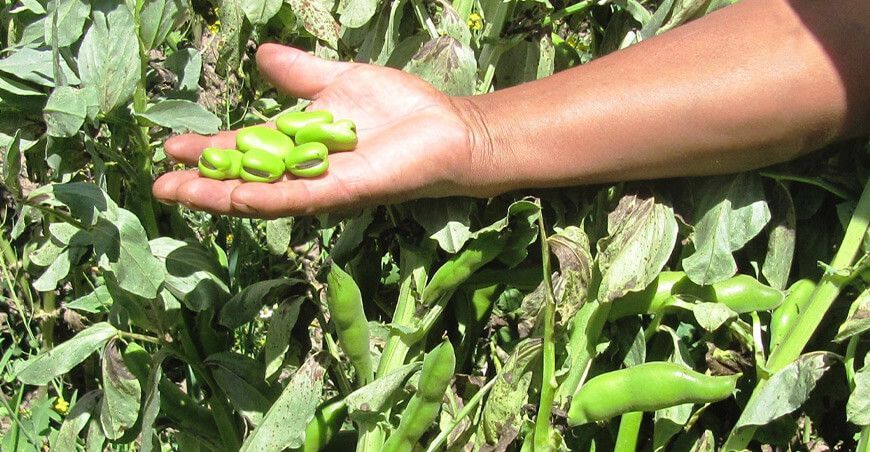 INIA 444 Siwina, nueva variedad de haba con alto valor genético