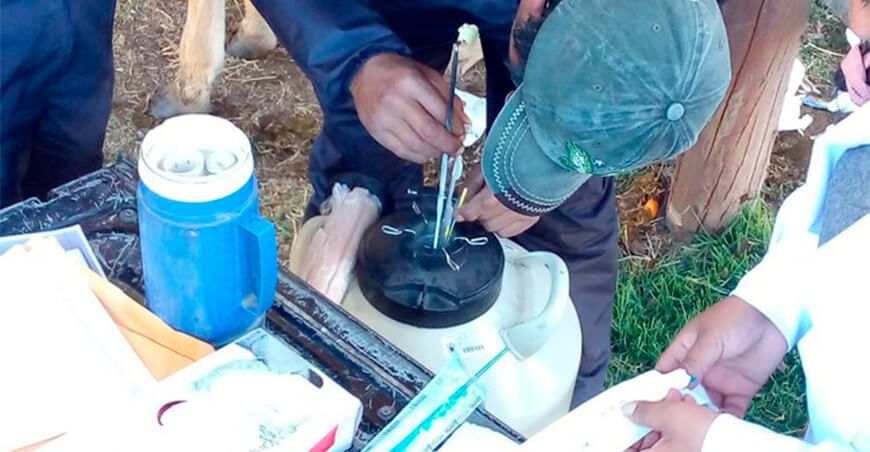 pajillas de semen de bovino INIA