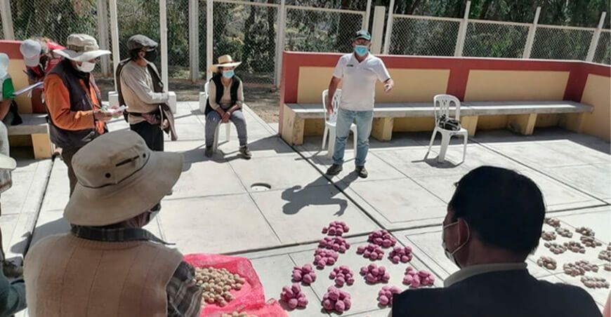 Arequipa: generarán nuevas variedades de papa para fritura