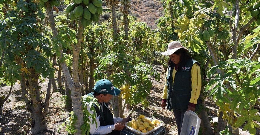INIA Busca mejorar calidad genética de la papayita serrana Arequipa Perú