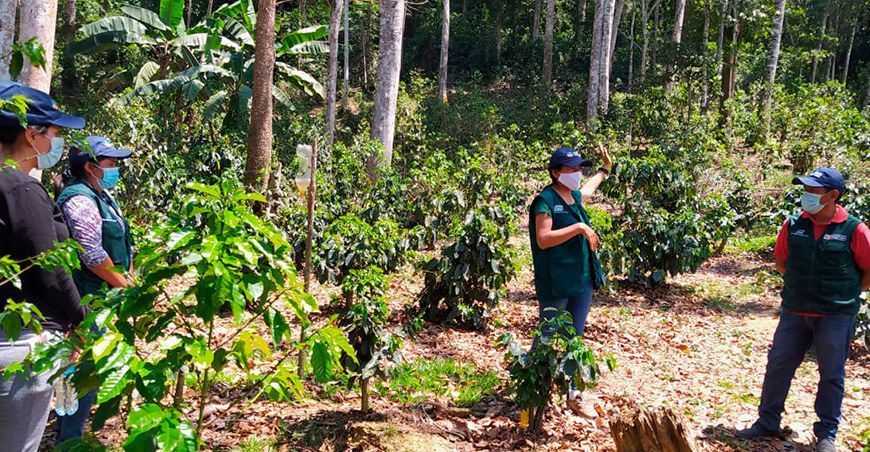 cultivo de café INIA Perú