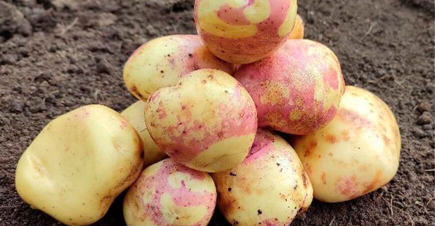 nueva variedad de papa INIA 333 – Chugayna