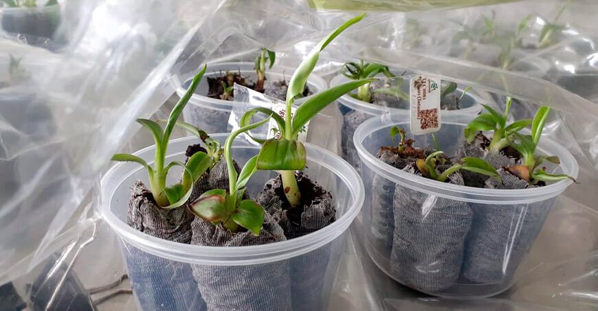 INIA instalará 18 000 plantines de plátano y banano de alta calidad genética