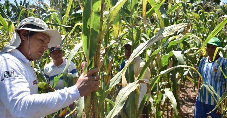 INIA productores de maíz Perú
