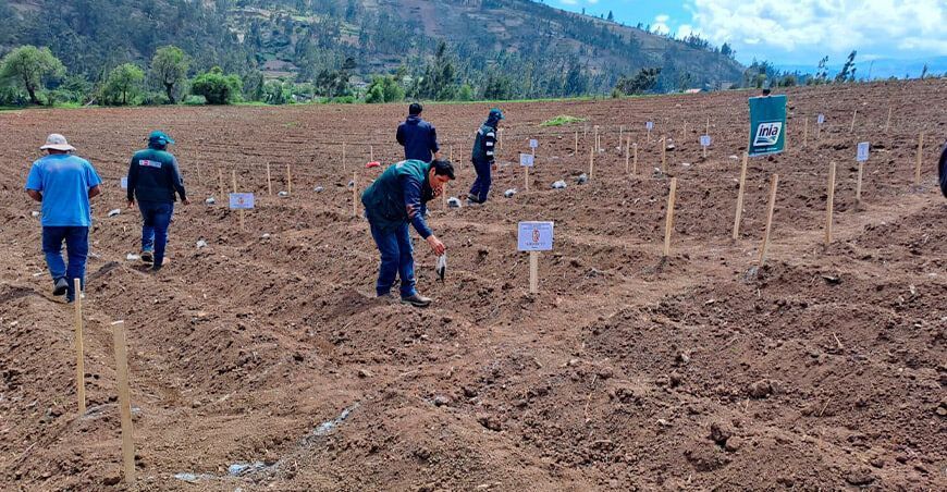 analizan efecto de abono orgánico en kiwicha “INIA 414 Taray”