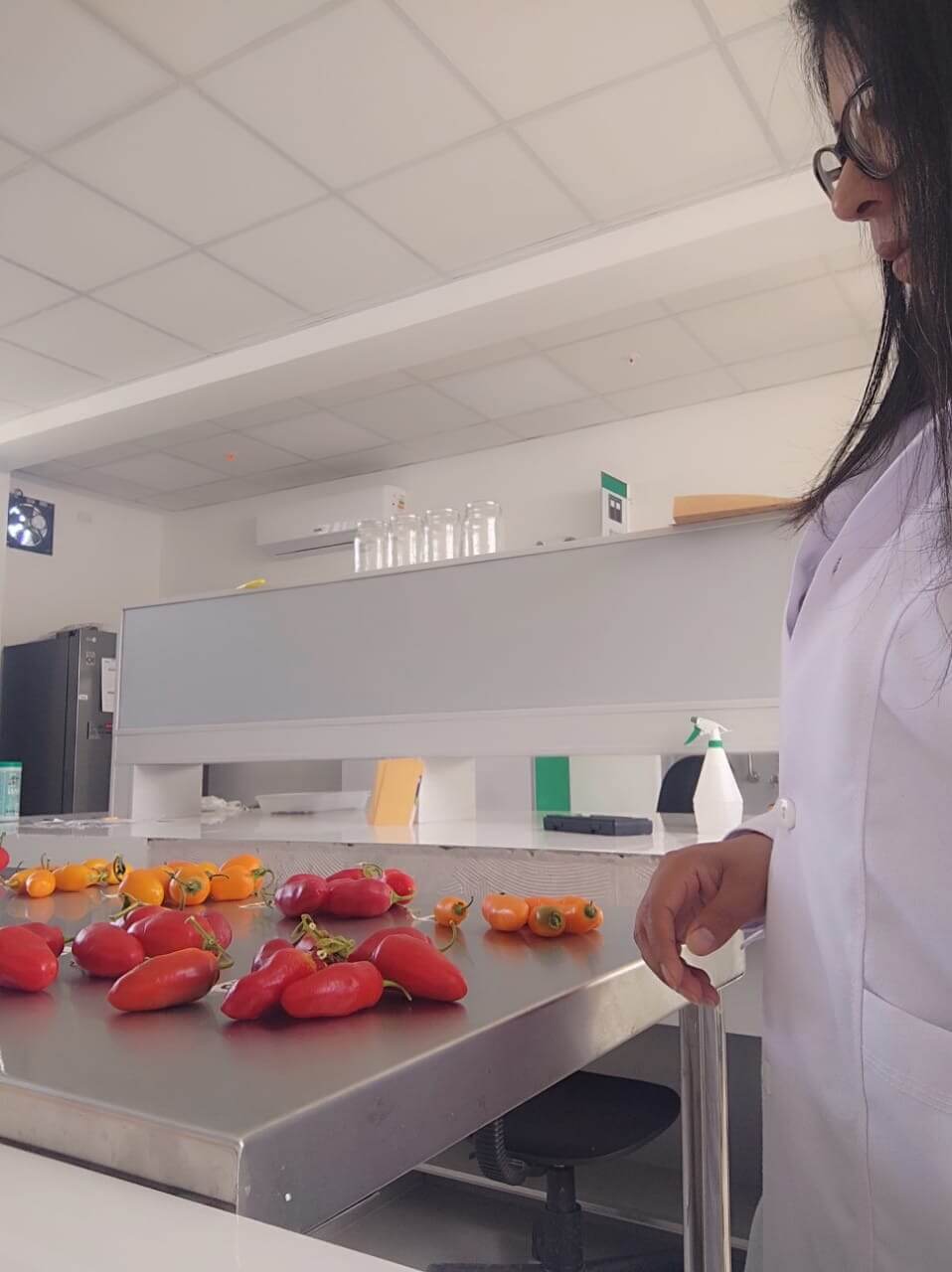 INIA Busca mejorar calidad genética del rocoto en Arequipa Perú