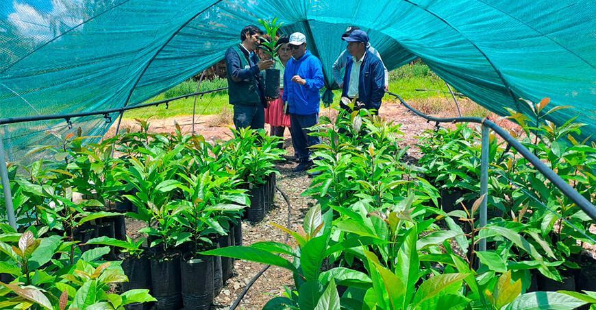 Transfieren tecnologías para mejorar actividad agropecuaria y forestal en Apurímac