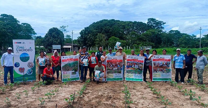 productores adoptan metodologías para mejorar calidad de frijol caupí INIA Loreto