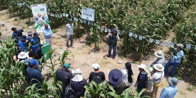 Productores adoptan tecnologías para mejorar producción de semillas de maíz morado Arequipa INIA Perú