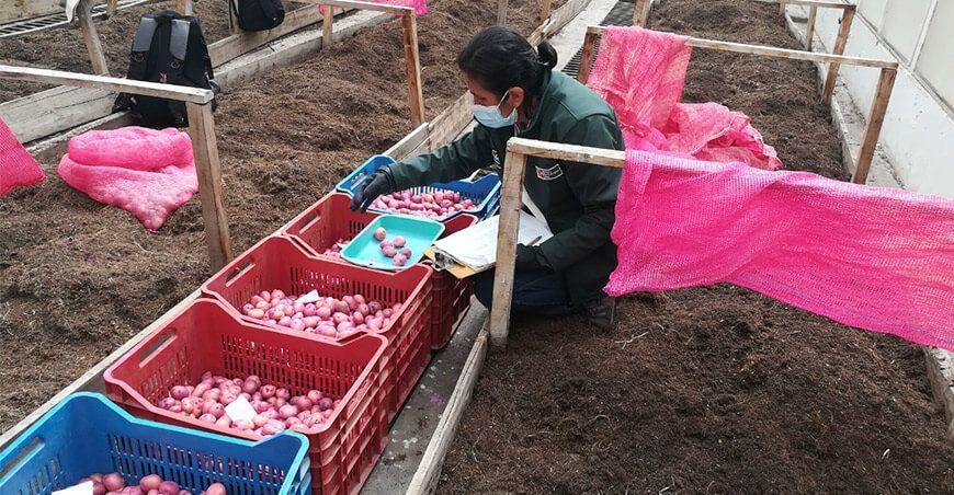 tuberculillos prebásicos de papa de alta calidad de la variedad INIA 323 Huayro Amazonense
