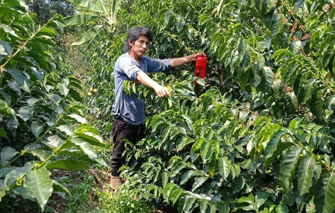 INIA instala trampas ecológicas para reducir plaga de la broca en cultivos de café