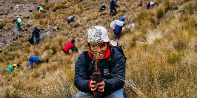Inicia la instalación de un millón de plantones de queñua en Abancay y Andahuaylas