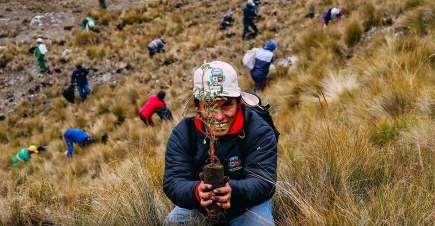 Inicia la instalación de un millón de plantones de queñua en Abancay y Andahuaylas