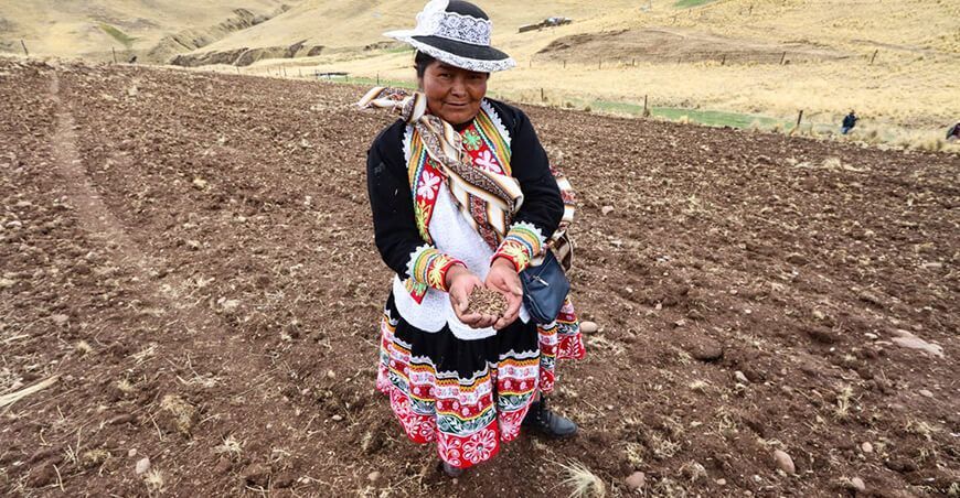 Inician la siembra de pastos y forrajes en Chumbivilcas y Espinar en Cusco Perú