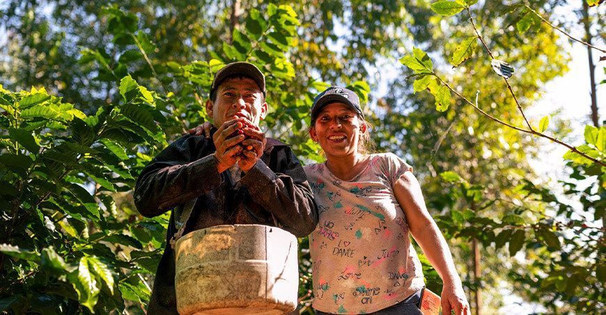 Iniciativa “Asómbrate” paga a los caficultores por capturar carbono