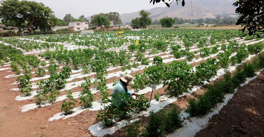 UNALM presentará iniciativas para enfrentar El Niño e inseguridad alimentaria