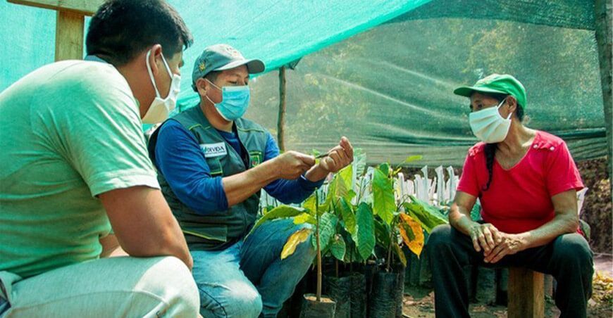 Agricultores ayacuchanos logran injertar 930 mil plantones de cacao