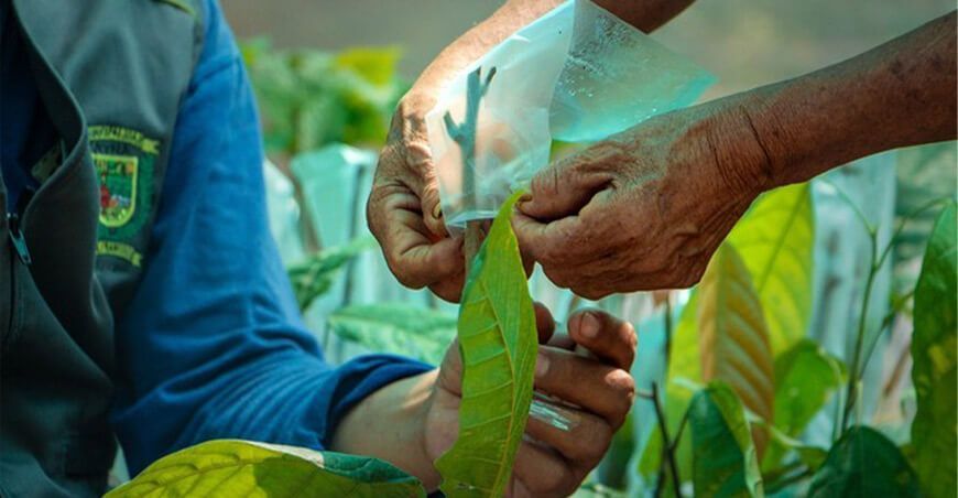 Agricultores ayacuchanos logran injertar 930 mil plantones de cacao
