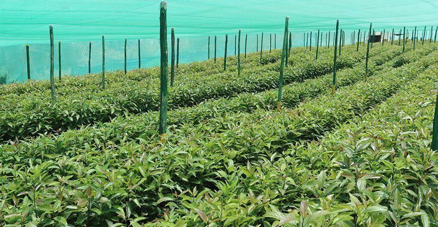 injertarán plantones de palto Ayacucho