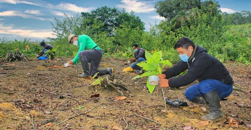 Injertarán 91 mil plantones de cacao