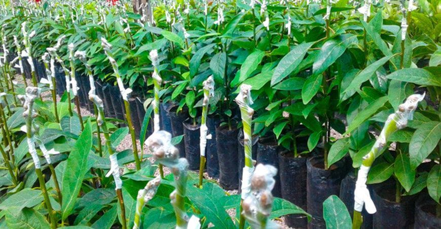 Proyectan injertar 35 mil plantones de palto