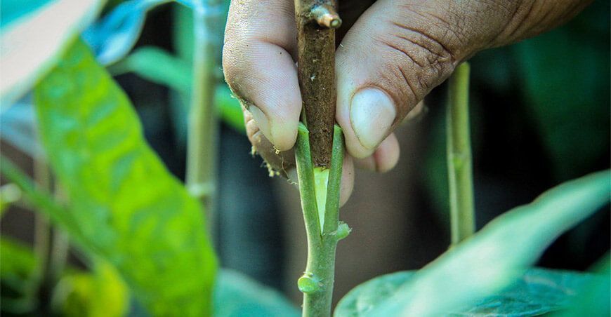 injerto de plantones de cacao Perú