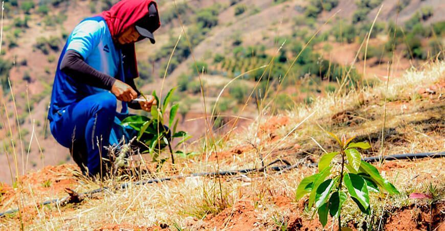 Ayacucho: proyecto palto continúa en crecimiento con injerto de plantones