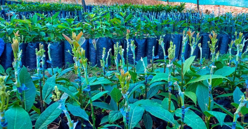 Proyectan injertar 35 mil plantones de palto 