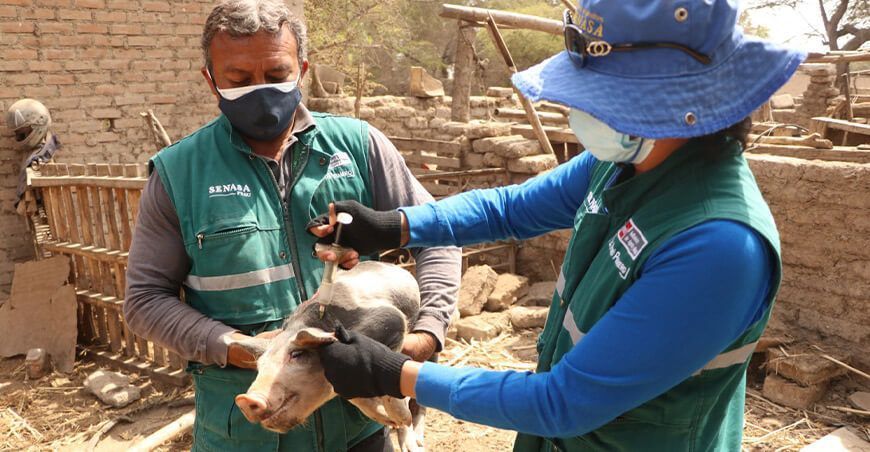 Senasa proyecta inmunizar a 216,000 cerdos contra la peste porcina clásica en Lambayeque