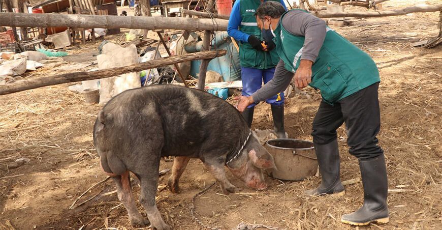 Senasa proyecta inmunizar a 216,000 cerdos contra la peste porcina clásica en Lambayeque