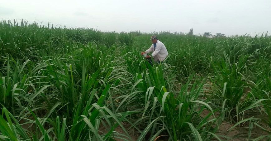 Liberan insectos benéficos para contrarrestar plagas en caña de azúcar