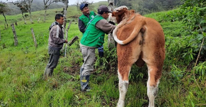 Cajamarca: implementan postas de inseminación con modernos equipos y pajillas de semen