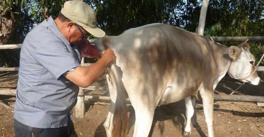 Con inseminación artificial mejorarán genética de ganado vacuno