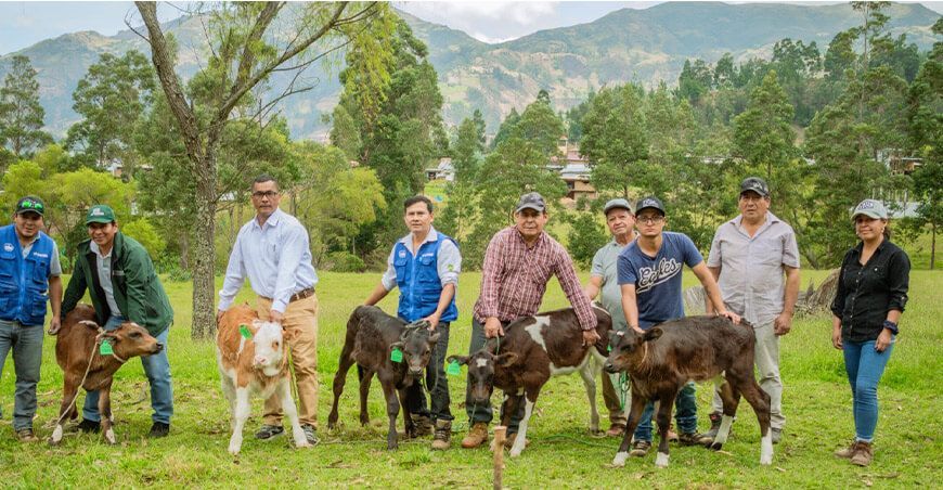 Con inseminación artificial mejoran ganado vacuno de productores de Huancabamba en Piura