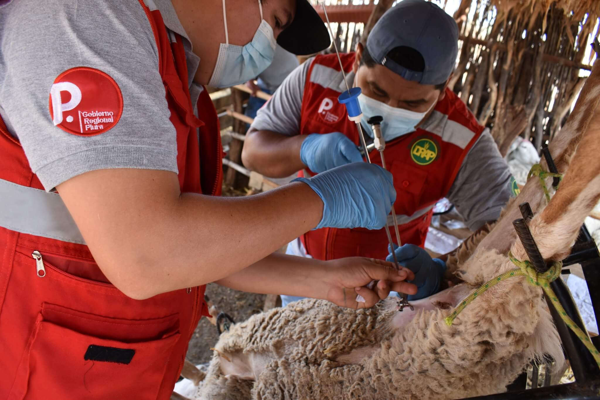 inseminación artificial en las ovejas Piura Perú