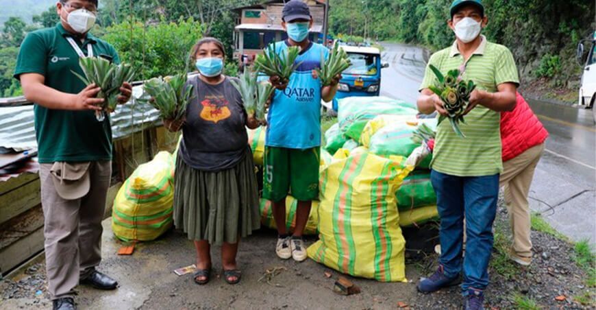 Productores de Puno, Cusco y Madre de Dios iniciaron a instalar 184 mil hijuelos de piña