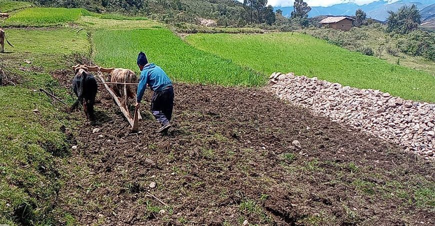 instalan pastos cultivados Cajamarca