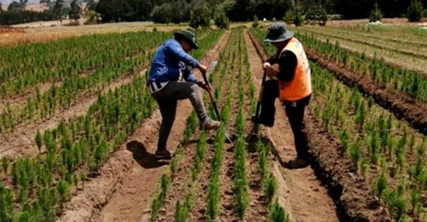 Producen más de 163 mil plantones para reforestar 120 hectáreas en Cajamarca